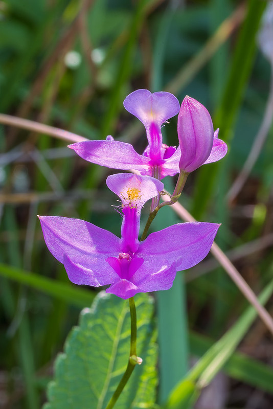 Common Grass-pink orchid