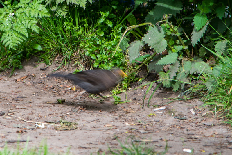 Feeding time: female blackbird, Bantock Park