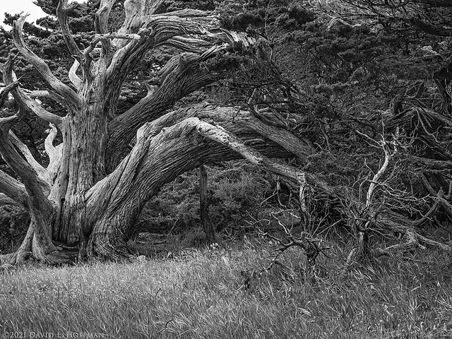 Weathered Cypress, Point Lobos  (2021)
