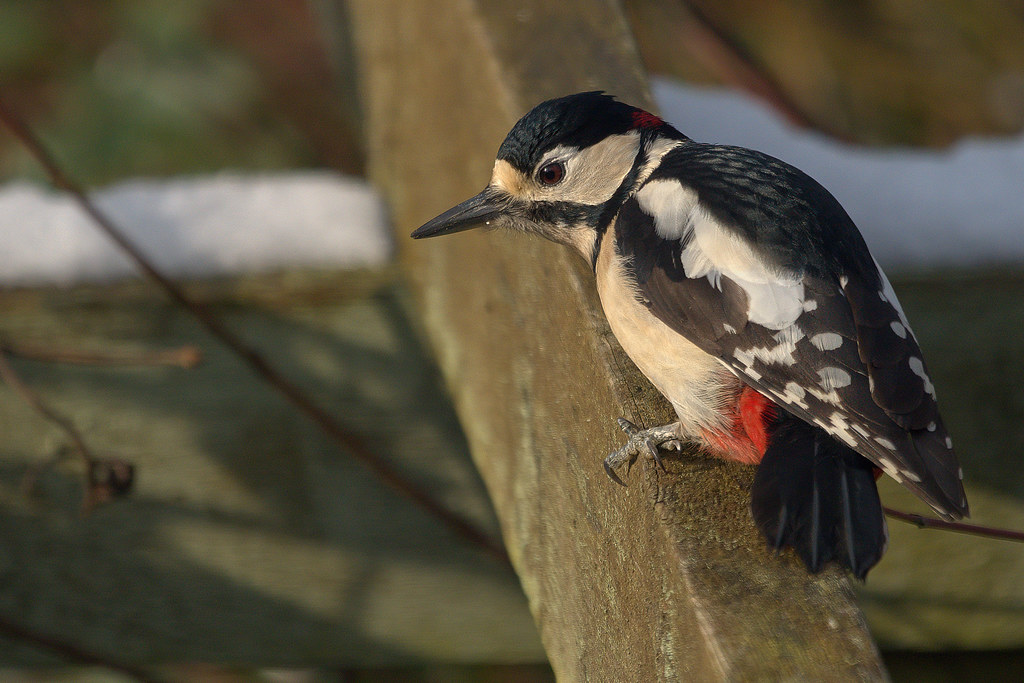 Great Spotted Woodpecker-male-DSC01606-ShpnAI