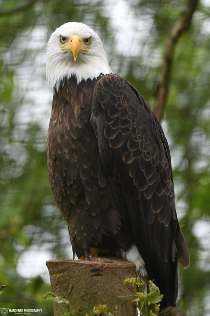 American sea eagle - Pakawipark