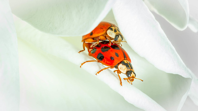 Coccinnelle (Coccinellidae) ▲ Ladybug ● IMG_9118_1