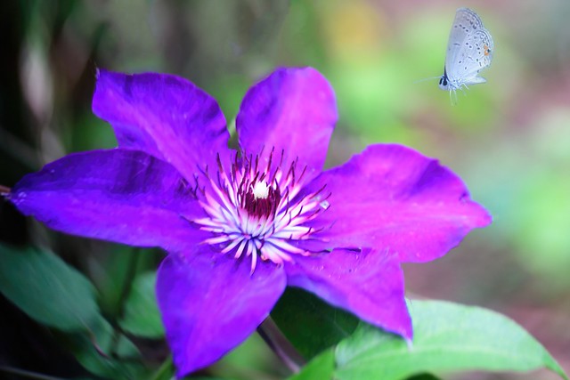 Art - Purple Clematis with Butterfly Overlay