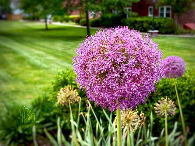 Beautiful Allium Bulbs Purple Sensation