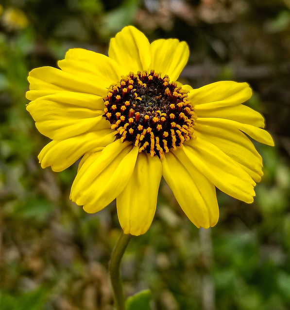 Bush Sunflower