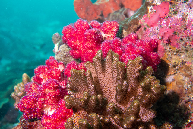 Soft corals #marineexplorer