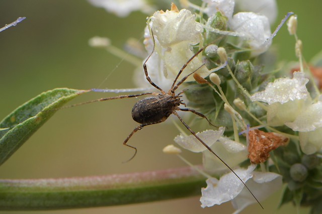 Harvestman arachnid on flowers of White Sage