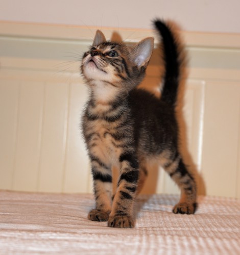 Athos, gatito pardo tabby muy dulce nacido en Abril´21 esterilizado, en adopción. Valencia. ADOPTADO.  51233118597_2d348ac049