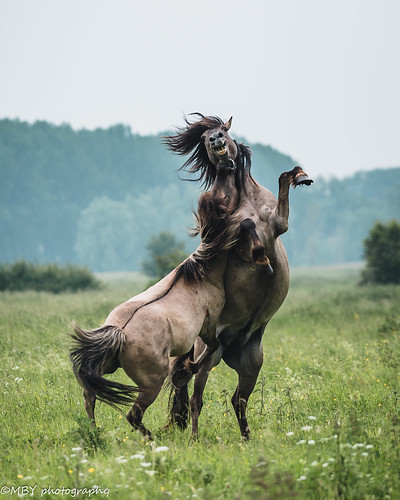 fighting horses | Mark Beyer | Flickr