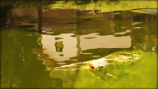 Carp in the Lake