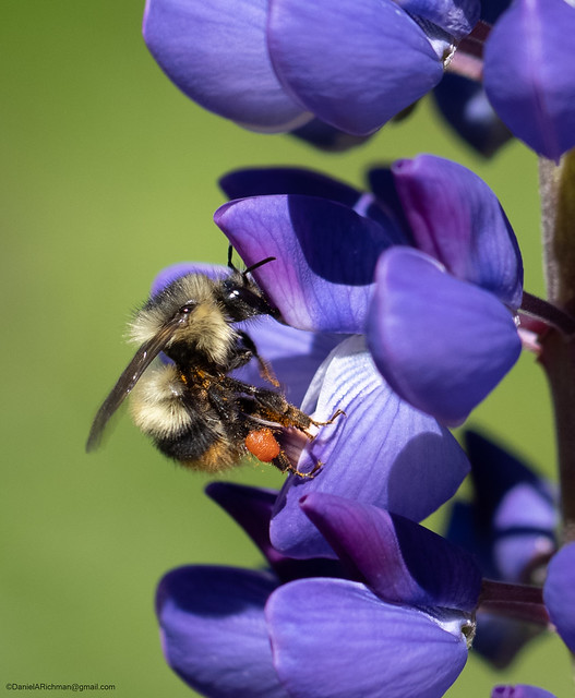 Bumblebee on Lupine