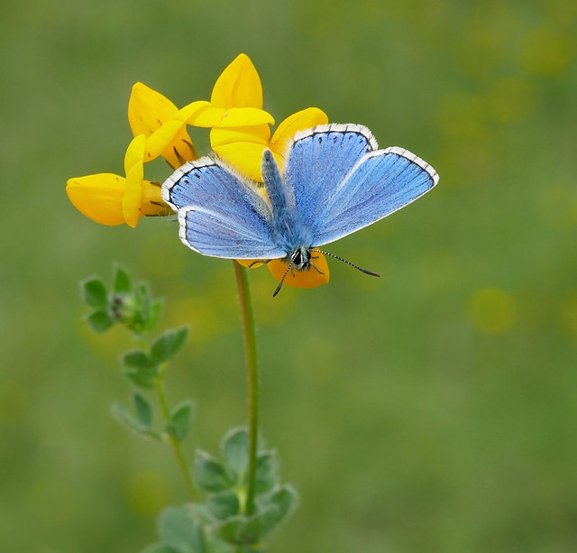 Adonis Blue Butterfly.