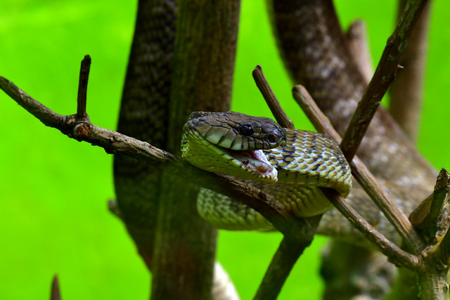 Toxicodryas blandingii, commonly known as Blanding's cat snake or Blanding's tree snake