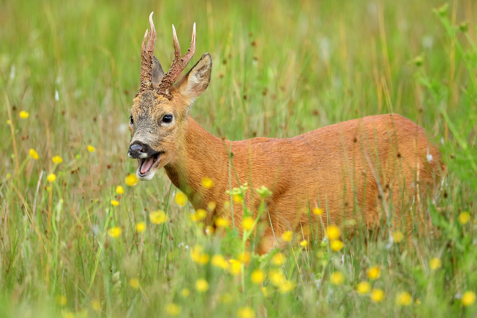 Yawning Roe deer