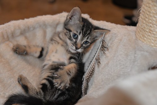 Athos, gatito pardo tabby muy dulce nacido en Abril´21 esterilizado, en adopción. Valencia. ADOPTADO.  51233820701_9a85b2e695