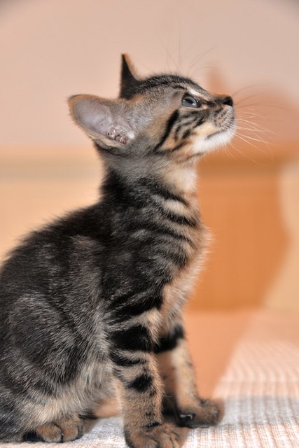 Athos, gatito pardo tabby muy dulce nacido en Abril´21 esterilizado, en adopción. Valencia. ADOPTADO.  51233822226_7fbf2ca542_z