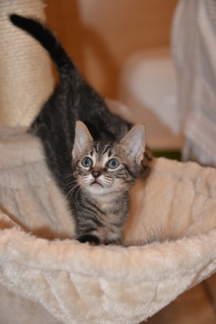 Athos, gatito pardo tabby muy dulce nacido en Abril´21 esterilizado, en adopción. Valencia. ADOPTADO.  51233822416_854fc345e3_z