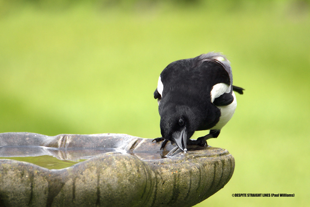 A peek at Pica pica (Eurasian Magpie) by Paul Williams (2)   -  (Published by GETTY IMAGES)