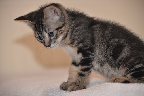 Athos, gatito pardo tabby muy dulce nacido en Abril´21 esterilizado, en adopción. Valencia. ADOPTADO.  51234031798_746f50da87