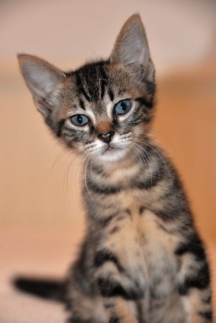 Athos, gatito pardo tabby muy dulce nacido en Abril´21 esterilizado, en adopción. Valencia. ADOPTADO.  51234031948_1c62d9cfc9_z