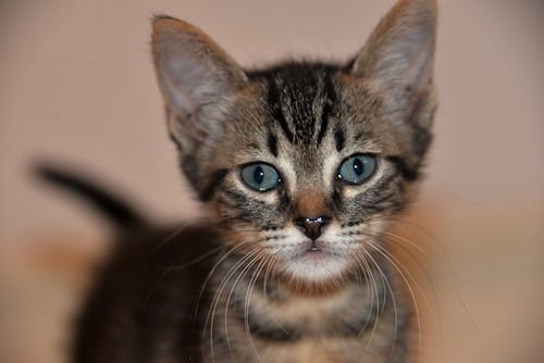 Athos, gatito pardo tabby muy dulce nacido en Abril´21 esterilizado, en adopción. Valencia. ADOPTADO.  51234032743_c0a48b7af8