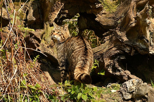 Scottish Wild Cat (Felix sylvestris sylvestris)