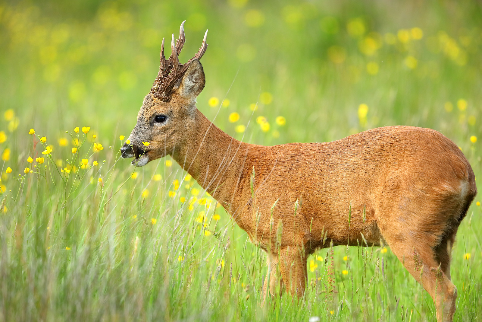 Mature roe deer buck eating buttercups