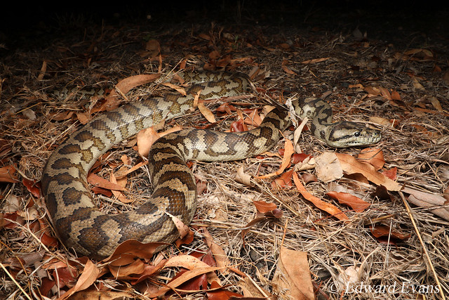 Coastal carpet python (Morelia spilota mcdowelli)