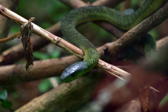 Eastern green mamba (Dendroaspis angusticeps)