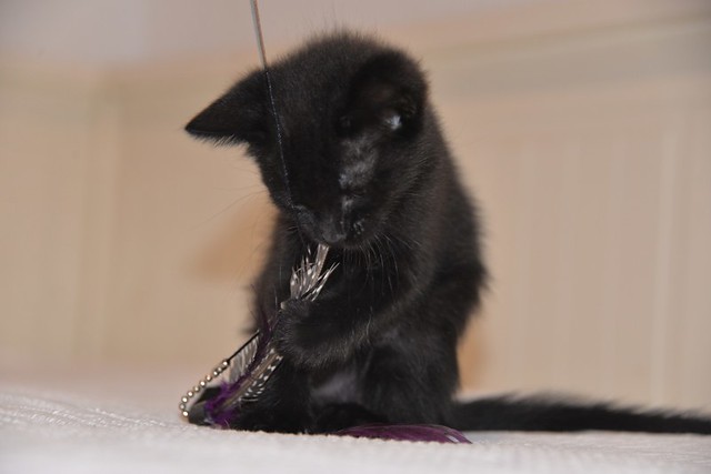 Atila, gatito pantera guapísimo y juguetón esterilizado, nacido en Abril´21, en adopción. Valencia. ADOPTADO. 51234595134_a07fbbaf7f_z