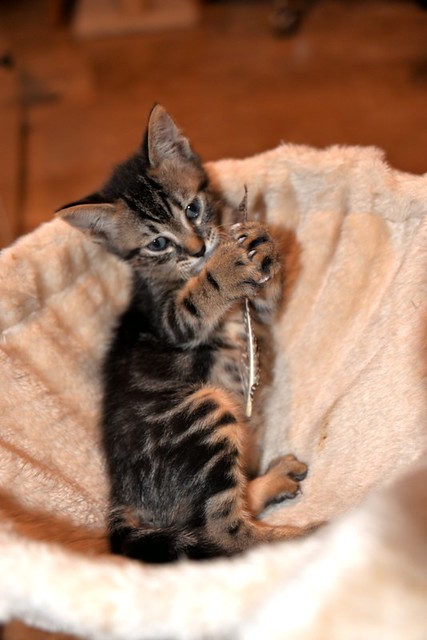 Athos, gatito pardo tabby muy dulce nacido en Abril´21 esterilizado, en adopción. Valencia. ADOPTADO.  51234597789_1465364295_z
