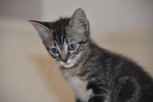 Athos, gatito pardo tabby muy dulce nacido en Abril´21 esterilizado, en adopción. Valencia. ADOPTADO.  51234598304_66d4a19154