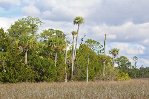 landscape scenery park marsh woods grass trees palmtrees brush clouds crystalriver florida