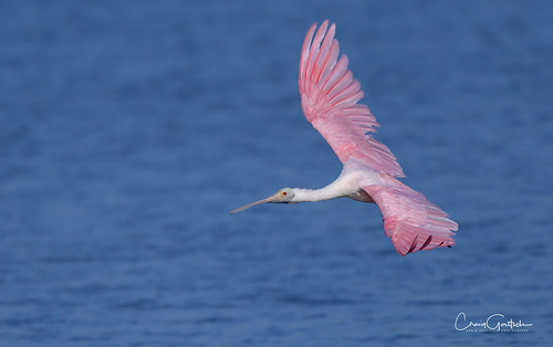 Pink on Blue | by craig goettsch