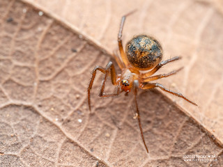 Comb-footed spider (Campanicola sp.) - P5158880