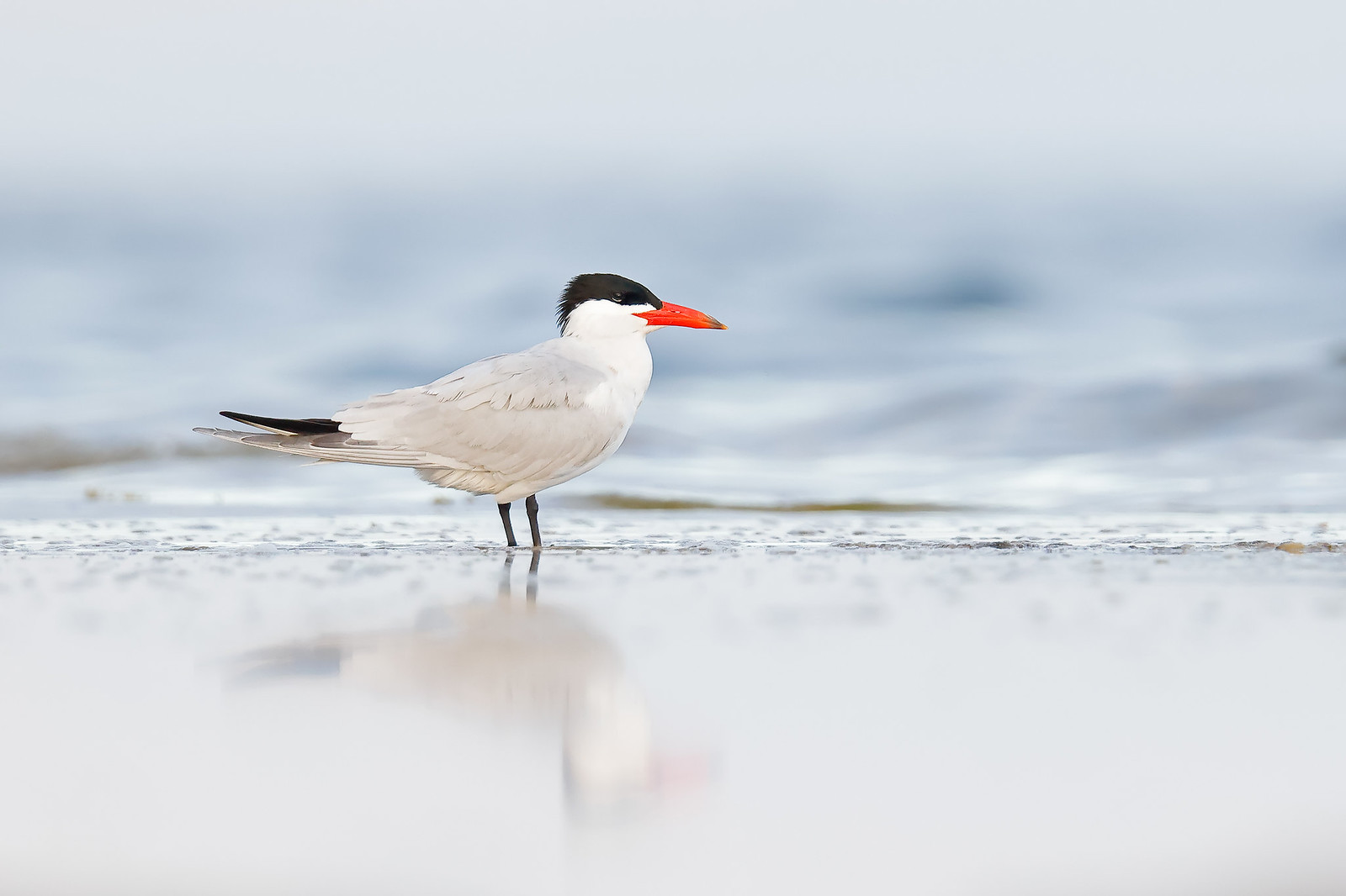 Hydroprogne caspia | Caspian Tern | skräntärna