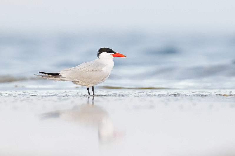 Hydroprogne caspia | Caspian Tern | skräntärna
