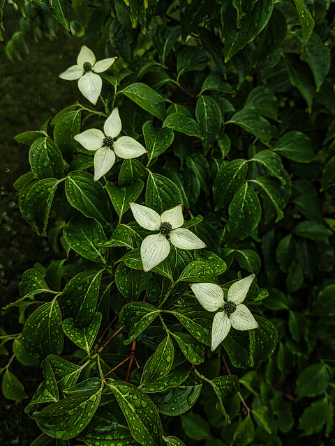 Connect2Nature - Chinese Dogwood
