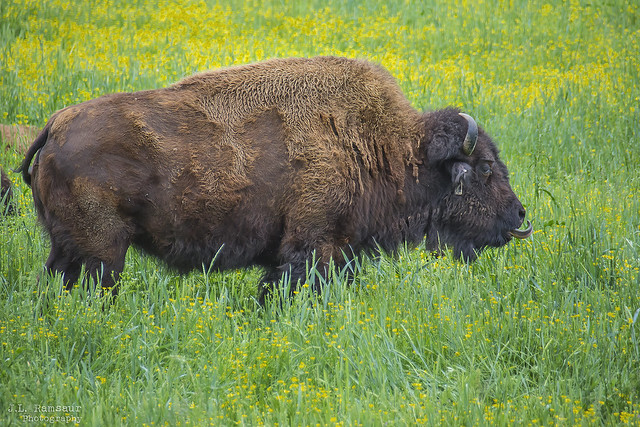 American Bison - South Bison Range - Land Between the Lakes National Recreation Area