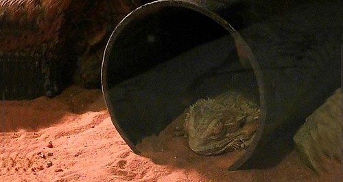 Bearded Dragon Brumation: What You Need To Know