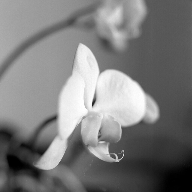 Orchid - At home - March 2021
