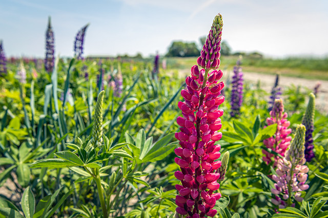 Red blooming lupine plant from close