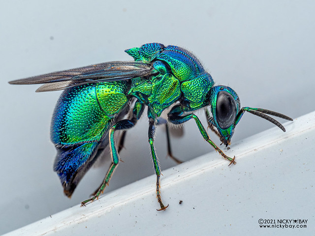 Cuckoo wasp (Stilbum cyanurum) - P6070528