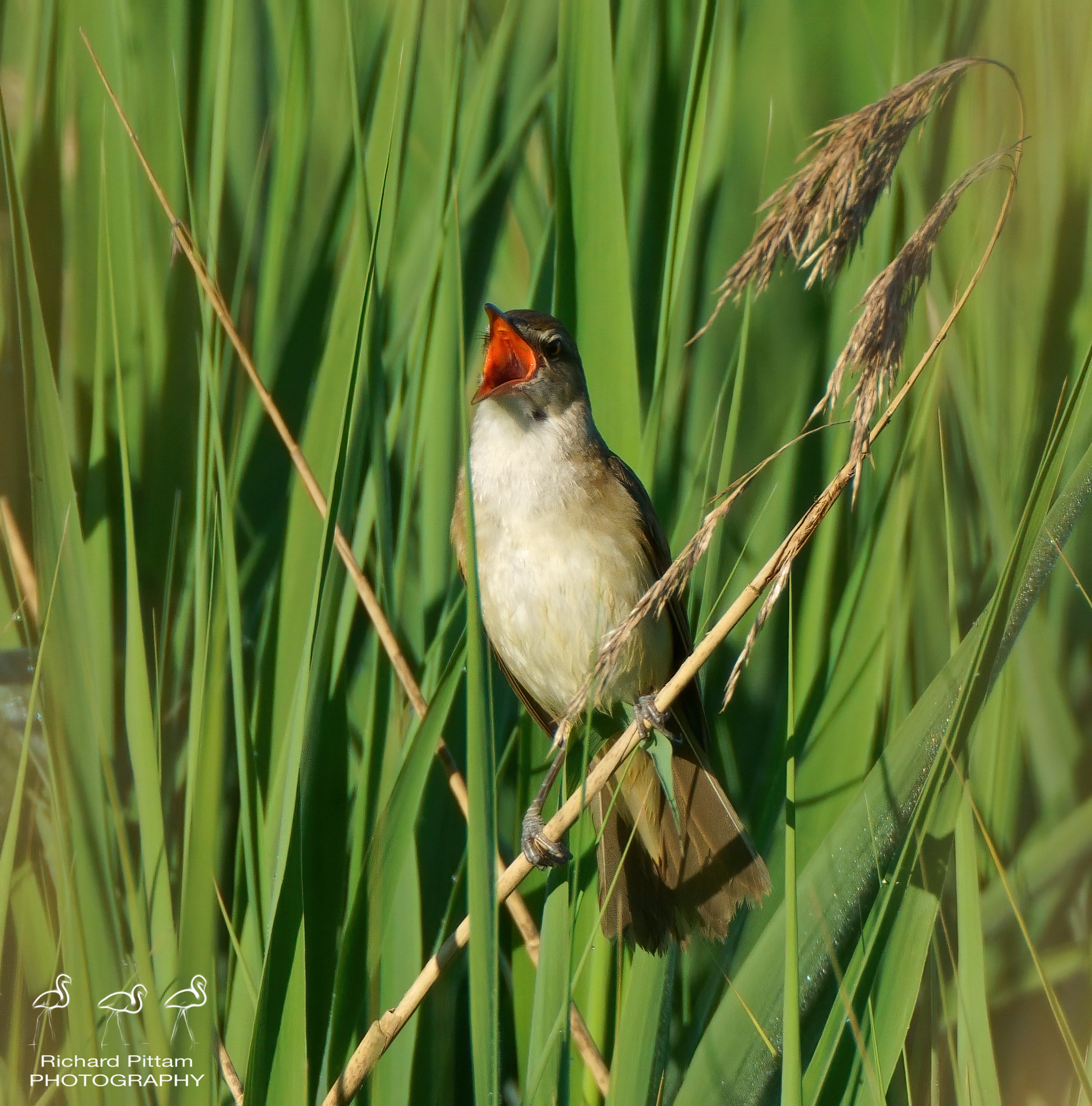 Great Reed Warbler - early morning session