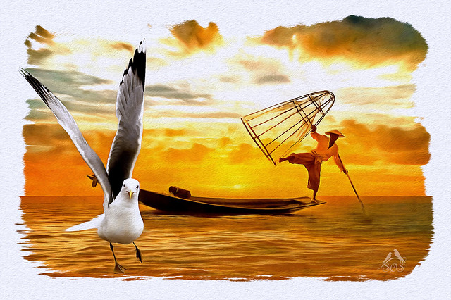 Herring Gull and fisherman