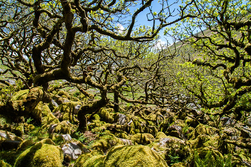 Black-a-Tor Copse by Christian Hacker, Views from the magical Black-a-Tor Copse, one of three high altitude ancient oak forests left on Dar