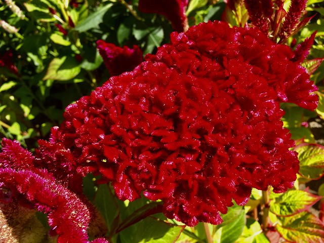 Toronto Ontario - Canada  - Edwards Garden -  Botanical Gardens -  Cockscomb Flower - Texture