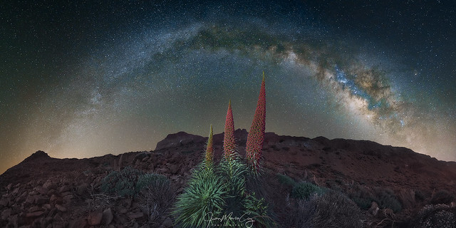 The Tajinaste family blooms under the light of the Milky Way - Teide National Park, Tenerife (Canary Islands, Spain)
