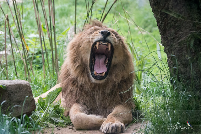 Lion d'Asie (Panthera leo persica)