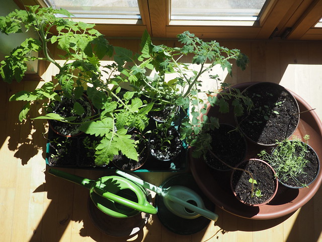 Jungpflanzen Tomaten Anzucht innen © Young Plants Nursery Indoors.©